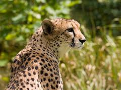 Pinzette Gepard/Safari abgeschraegt 9,5cm //RV212G ***#